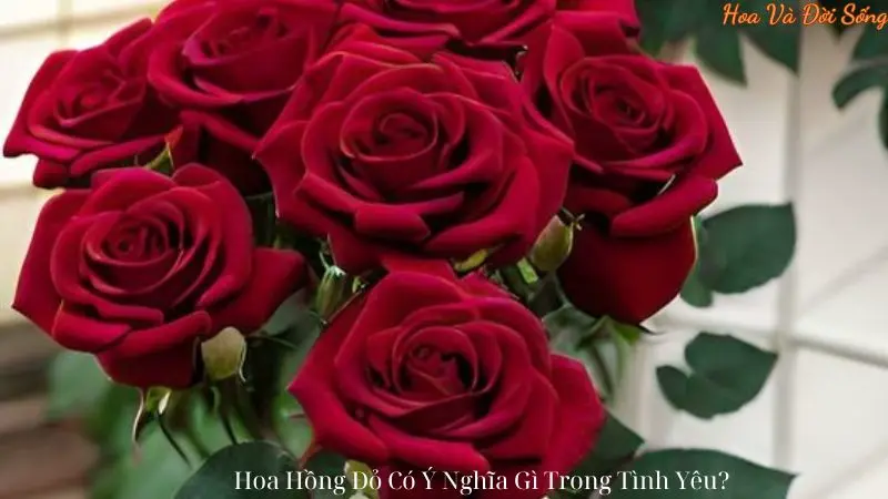 Hoa Hồng Đỏ Có Ý Nghĩa Gì Trong Tình Yêu?