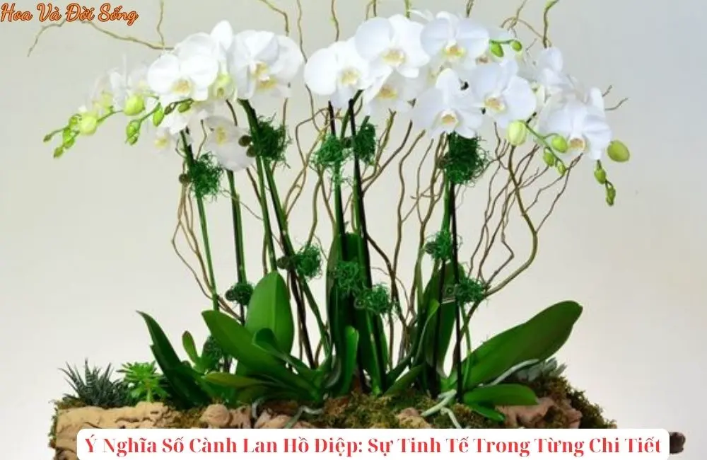 Ý Nghĩa Số Cành Lan Hồ Điệp: Sự Tinh Tế Trong Từng Chi Tiết