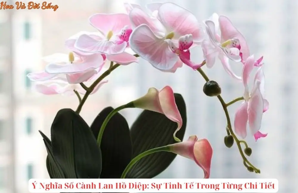 Ý Nghĩa Số Cành Lan Hồ Điệp: Sự Tinh Tế Trong Từng Chi Tiết