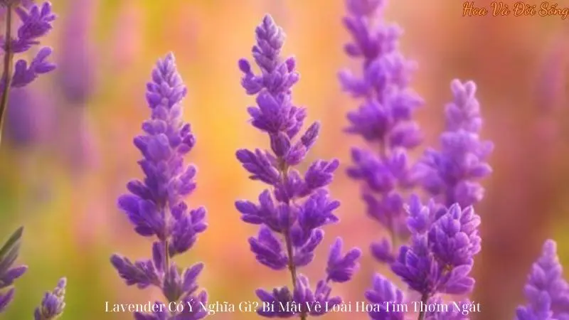 Lavender Có Ý Nghĩa Gì? Bí Mật Về Loài Hoa Tím Thơm Ngát