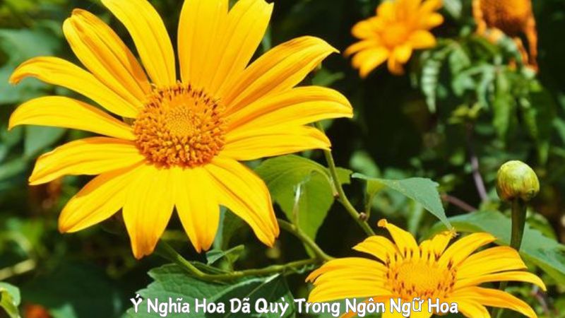 Ý Nghĩa Hoa Dã Quỳ Trong Ngôn Ngữ Hoa