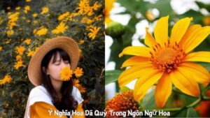 Ý Nghĩa Hoa Dã Quỳ Trong Ngôn Ngữ Hoa