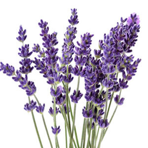 434037 y nghia hoa lavender